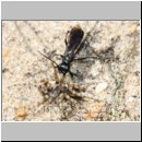 Pompilus cinereus - Wegwespe w50a mit Arctosa perita - Wolfspinne - Teverener Heide.jpg